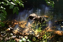 Il dorso del Leviatano